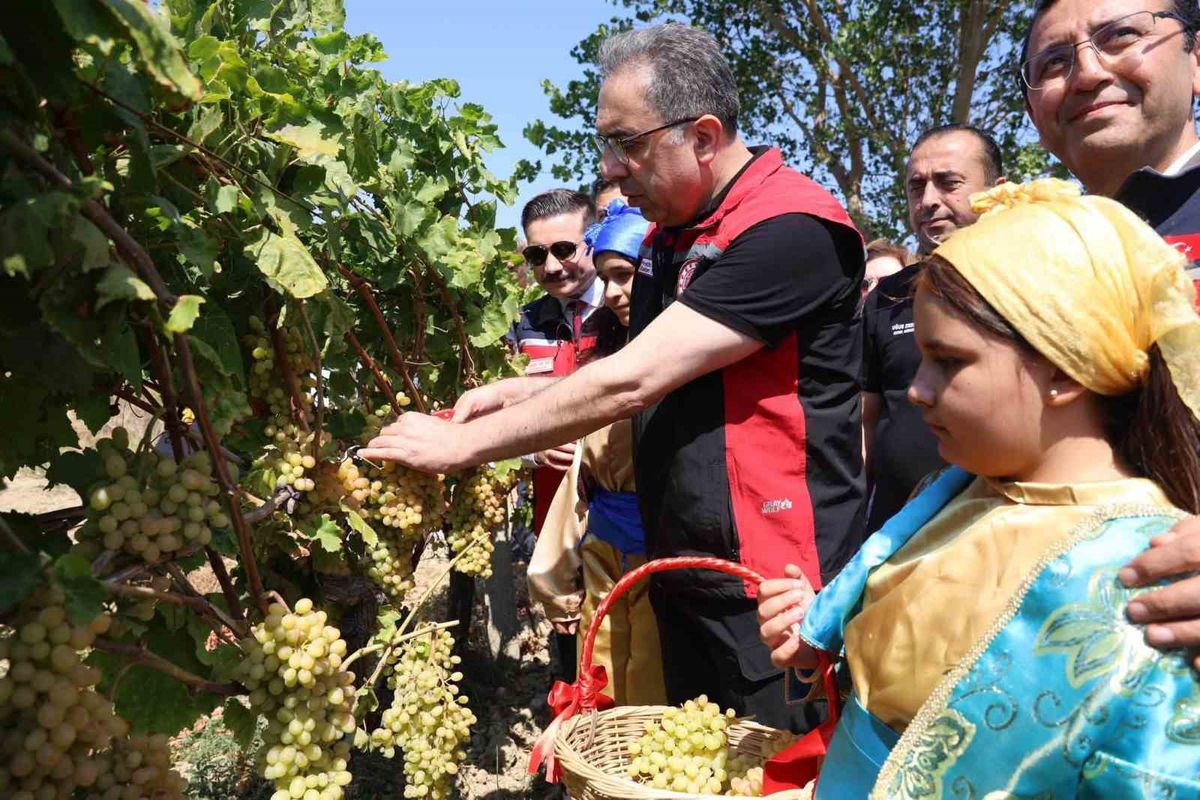 Bakan Yardımcısı Gökçeada'da Üzüm Hasadına Katıldı