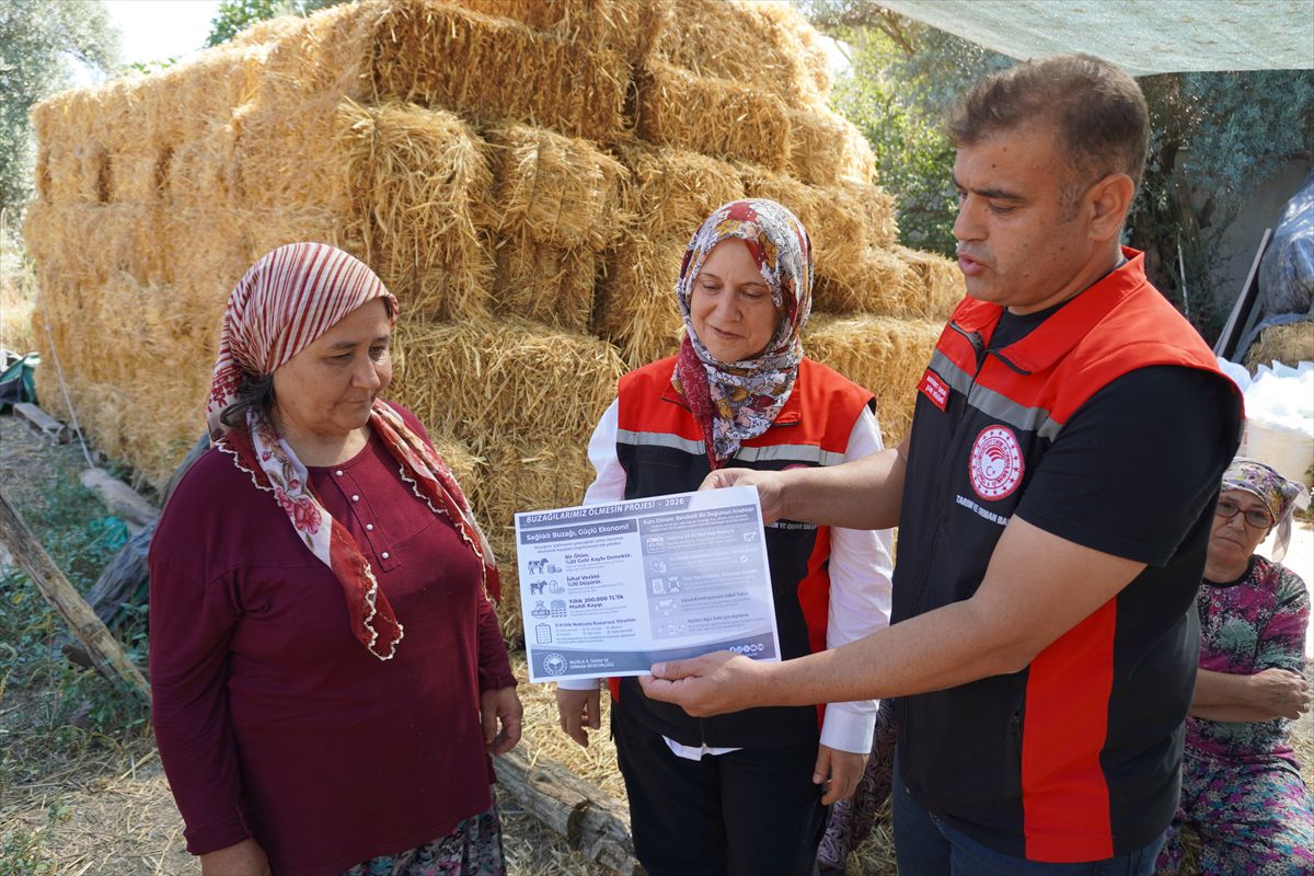 Muğla'da Yeni Doğan Buzağılara 24 Saat İçinde Müdahale