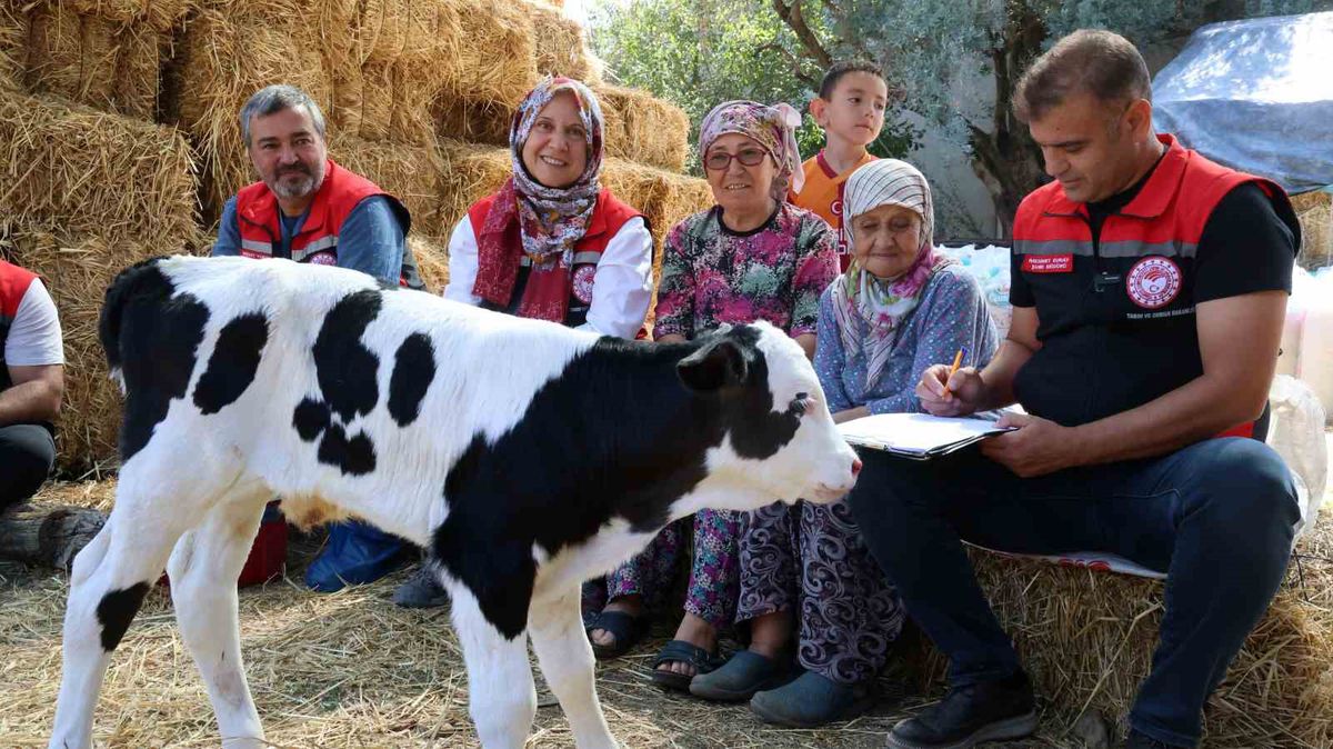 Muğla'da Buzağı Bakım Projesi ile Kayıplar Azaltılıyor