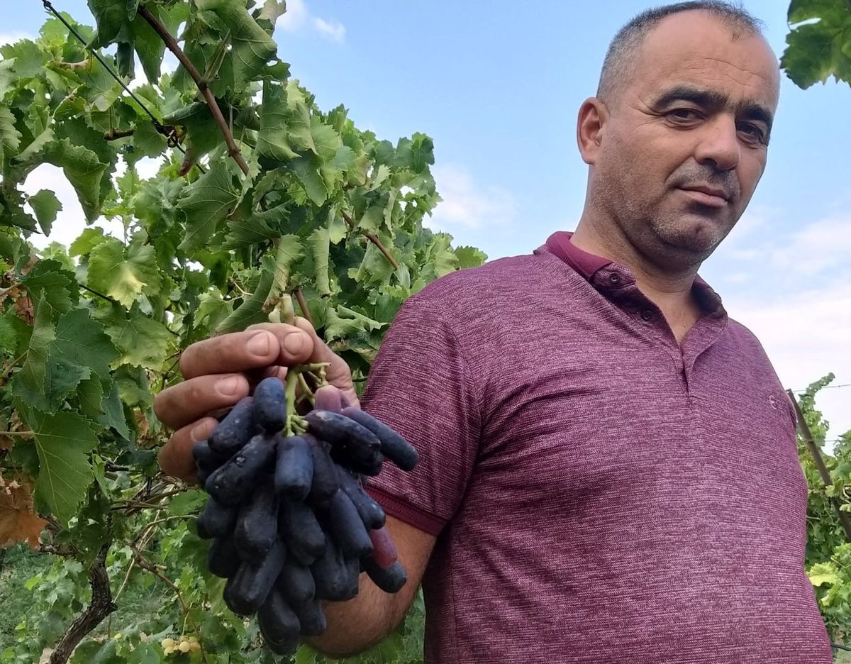 Manisa'da Sweet Sapphire Üzümü İlk Hasadını Verdi: 80 Asmadan 7 Ton Ürün