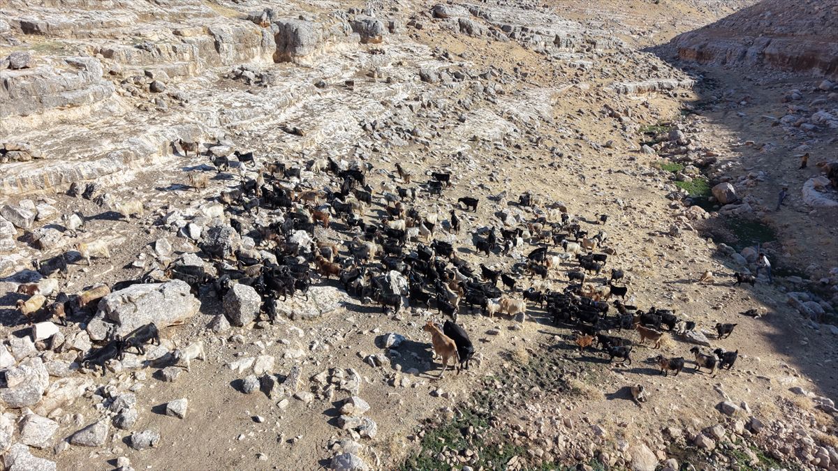 Siirt'te yüksek verimli keçi ırkları için suni tohumlama