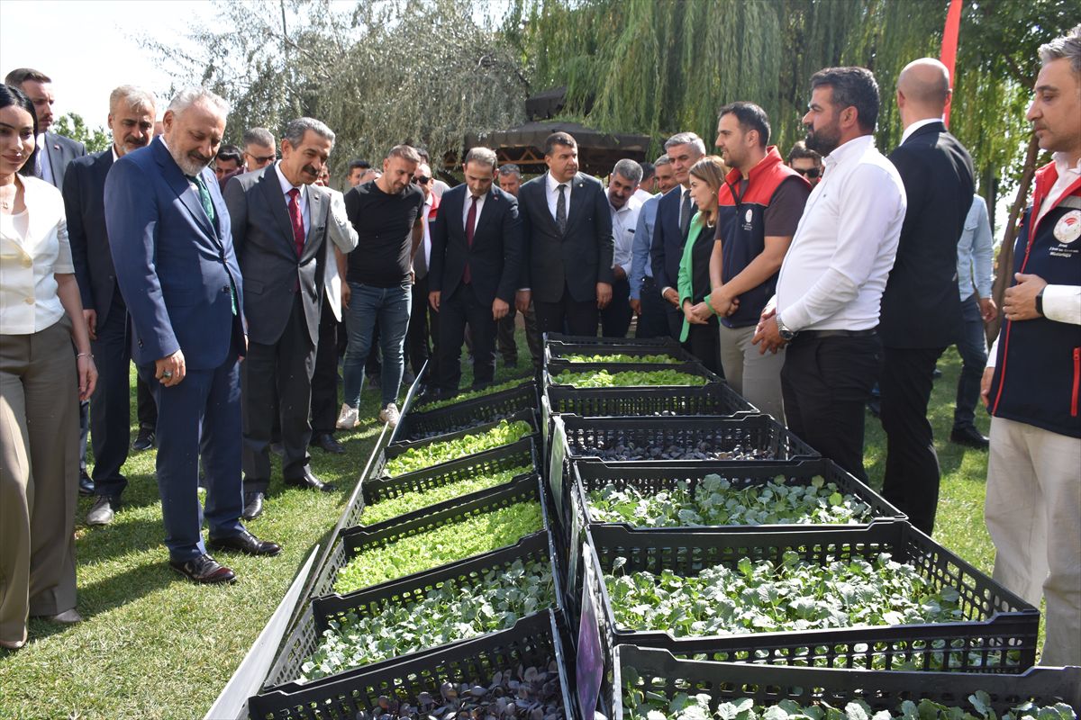 Şırnak'ta çiftçilere 152 bin kışlık sebze fidesi dağıtıldı