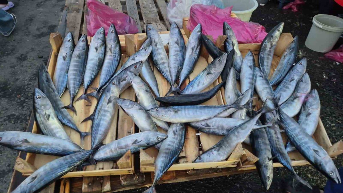 Palamut bolluğu Tekirdağ'da fiyatı 75 liraya düşürdü