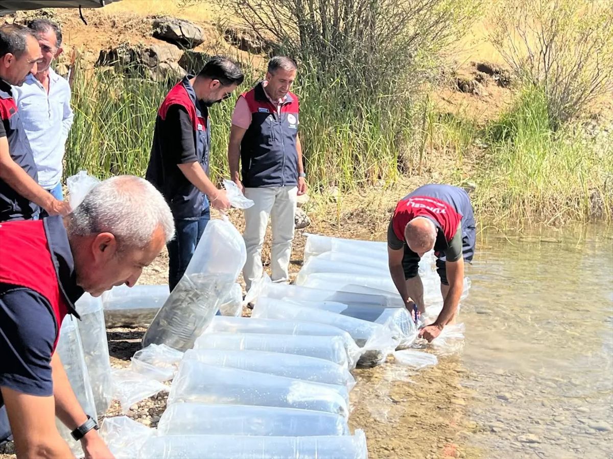 Tunceli'ye 450 bin sazan yavrusu bırakıldı