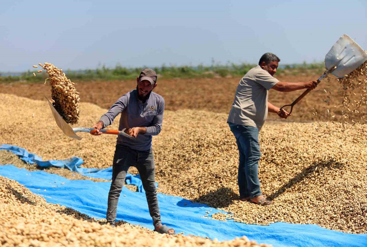 Adana'da Yer Fıstığı Hasadı Başladı