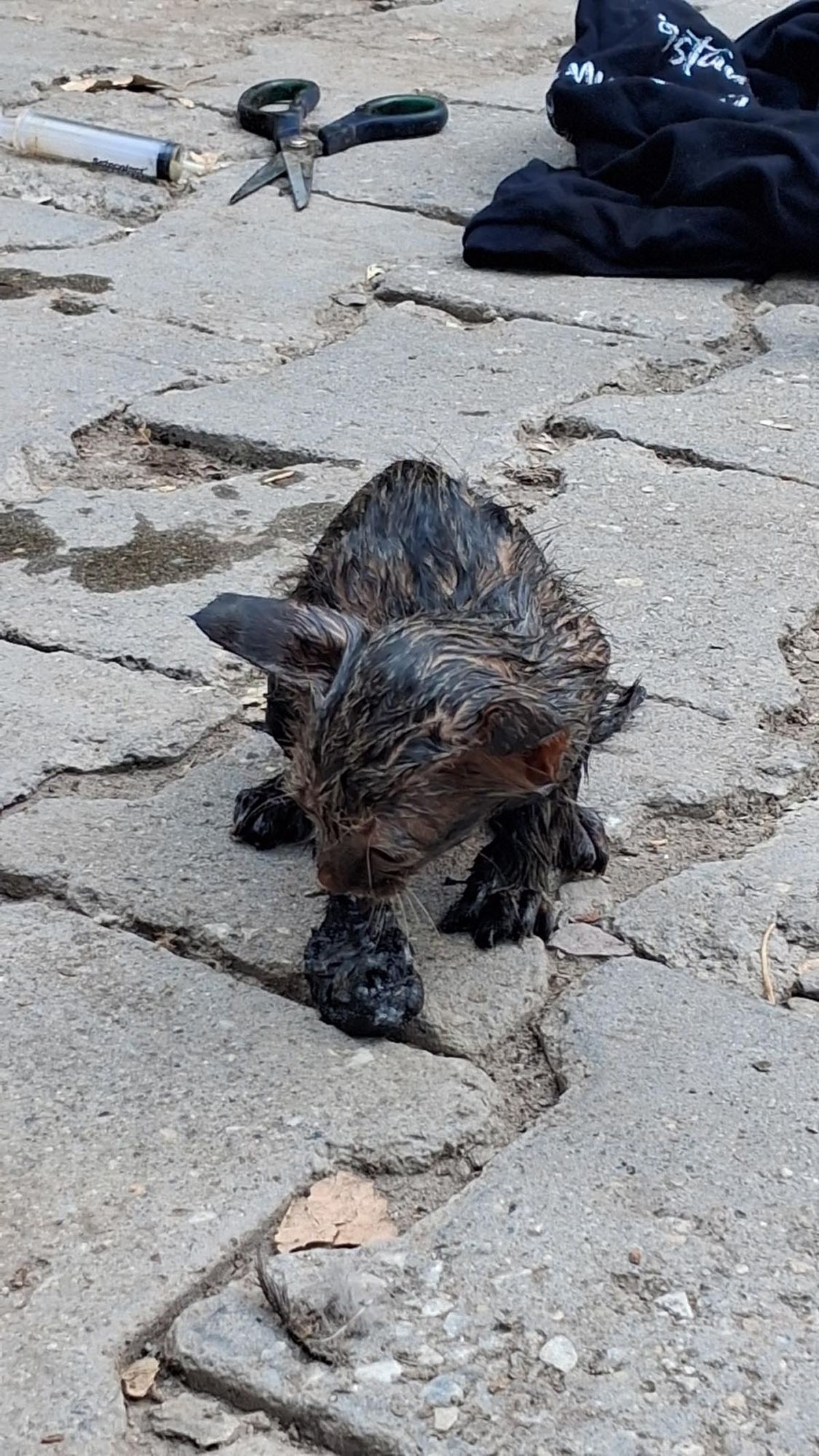 Ağrı'da zifte yapışan yavru kedi itfaiye tarafından kurtarıldı