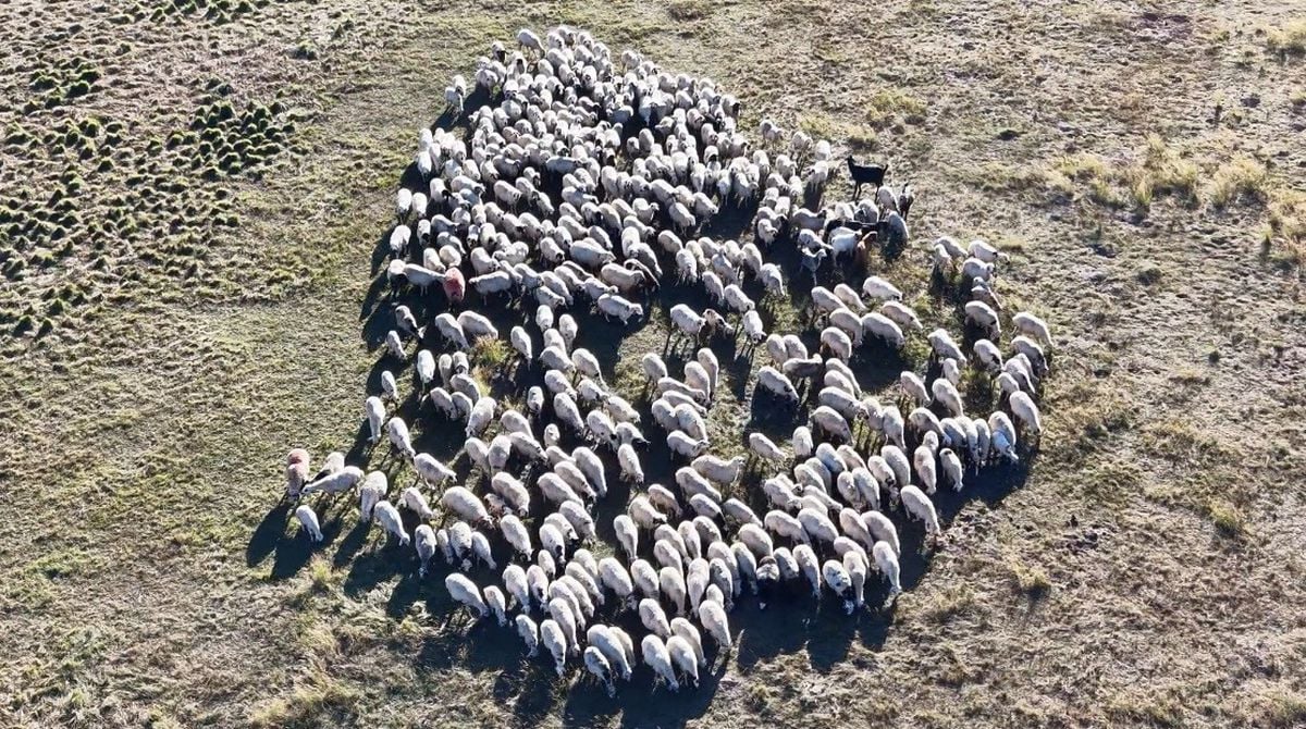 Tunceli'de Çoban Krizi: 150 Bin Lira Maaş da Çoban Bulamıyor