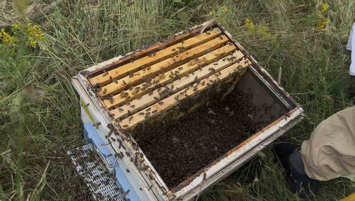 Binlerce arı oğul verince arıcı seferber oldu