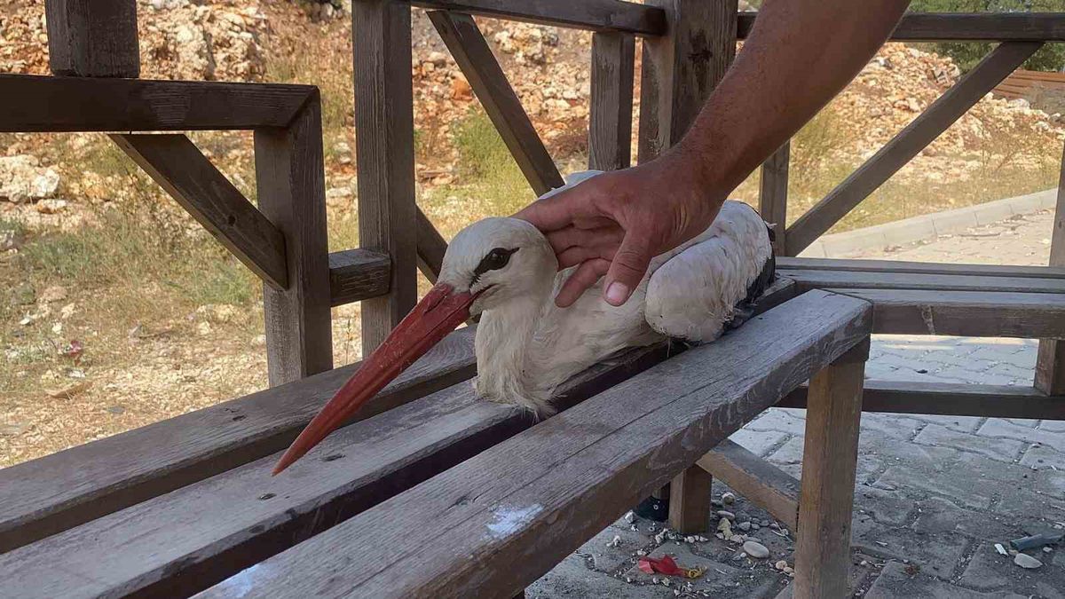 Erdemli'de bitkin leylek gençlerce kurtarıldı