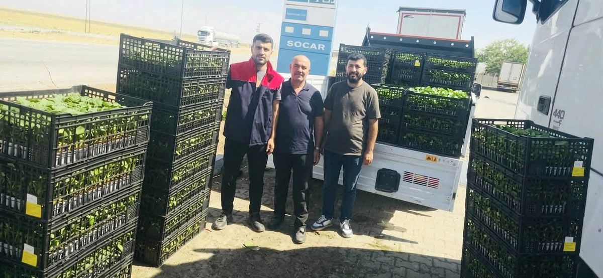 Cizre'de Çiftçilere Yüzde 75 Hibeli Sebze Fidesi Desteği