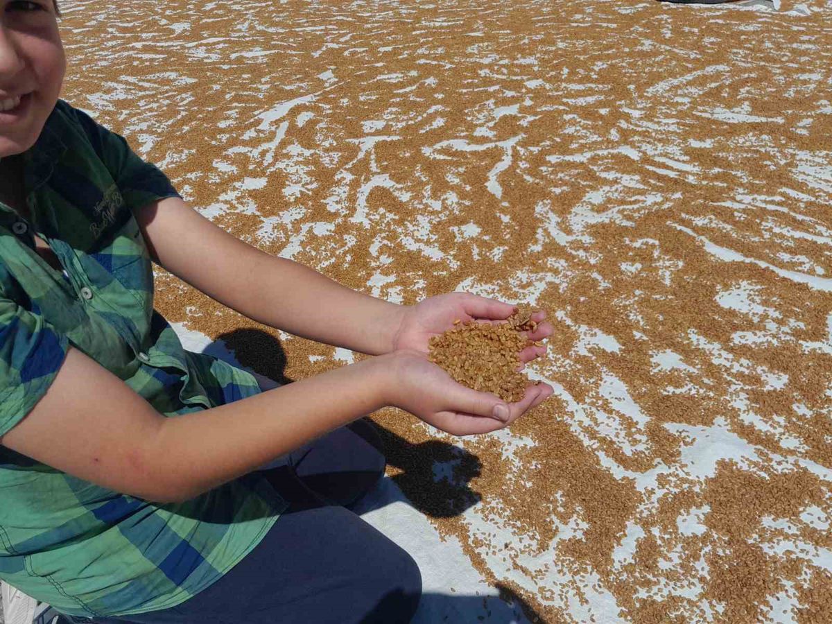 Karapınar'da Geleneksel Kışlık Bulgur Hazırlığı Başladı