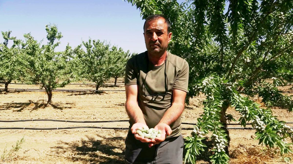 Kayserili Üreticinin Badem Tutkusu: 400 Dönümde 20 Bin Ağaca Ulaştı