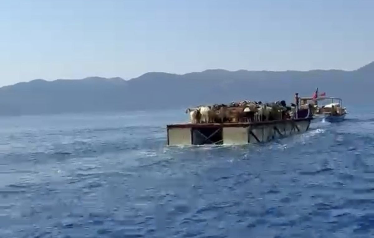 Marmaris'te asırlık gelenek: Keçiler mavi yolculukta