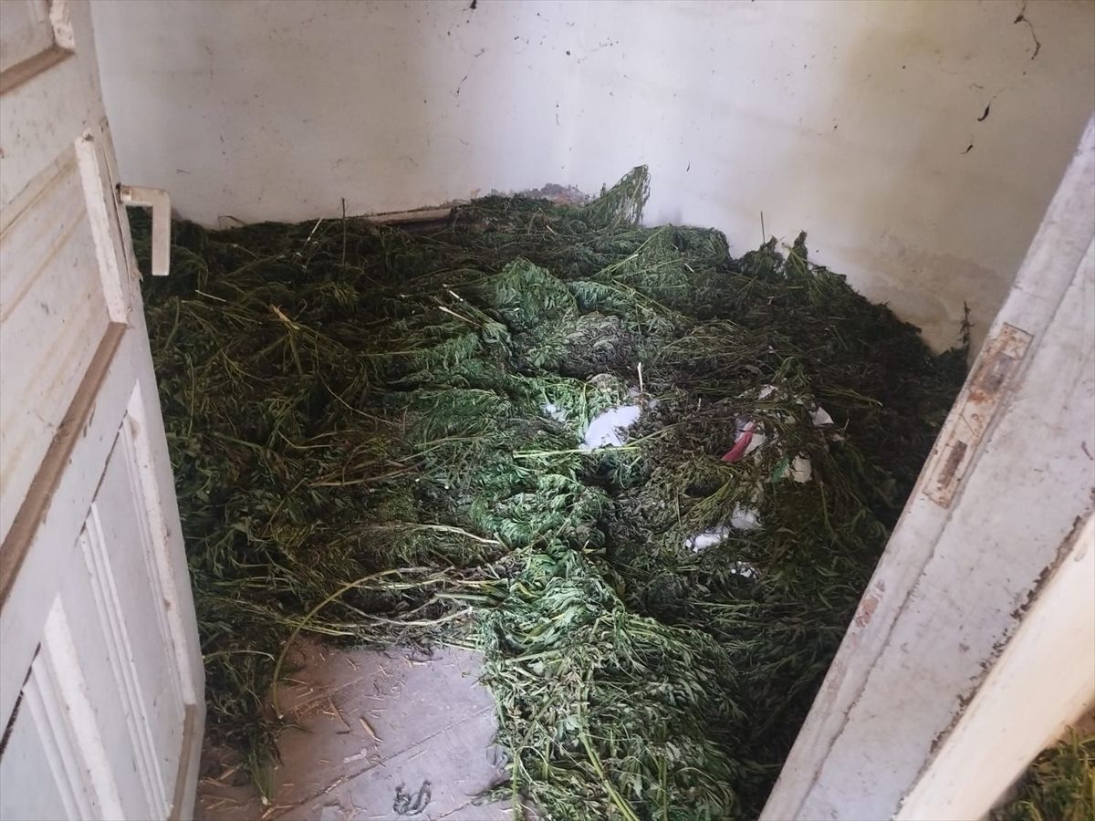 Bafra'da 63 kg Esrar Ele Geçirildi