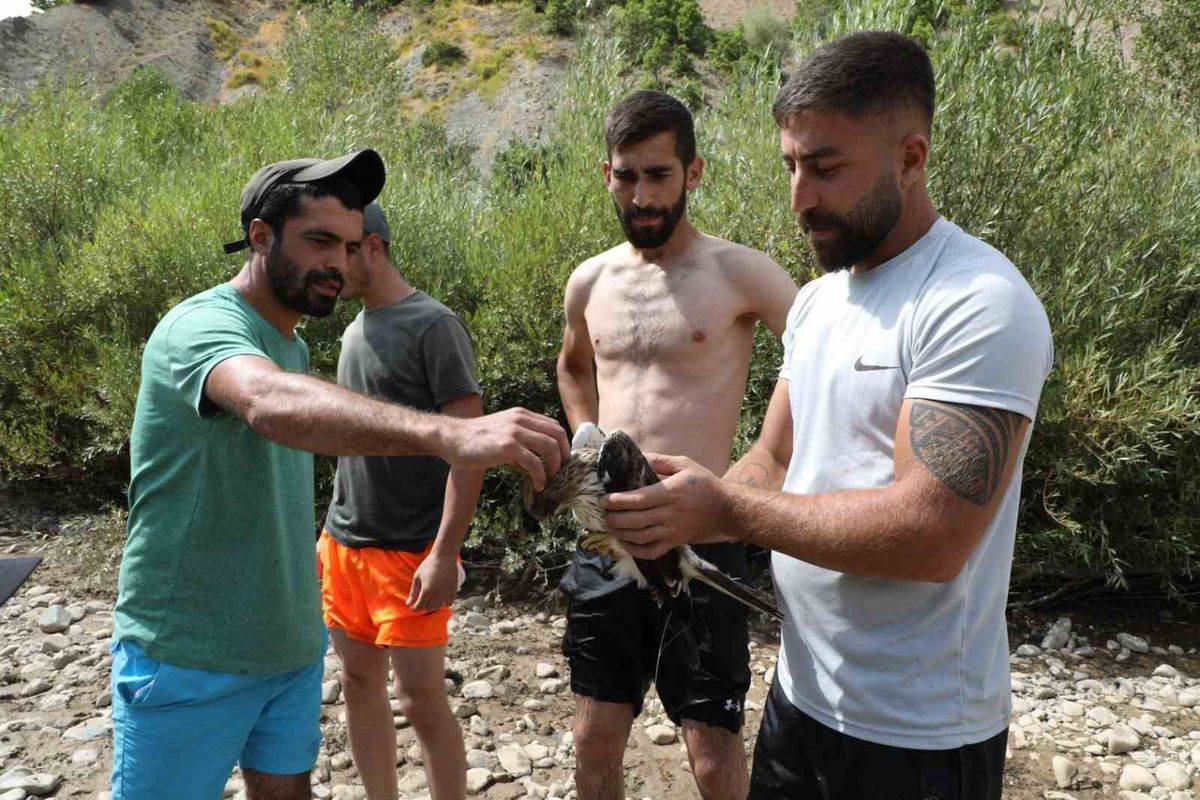 Pülümür'de Yaralı Kızıl Şahin Kurtarıldı
