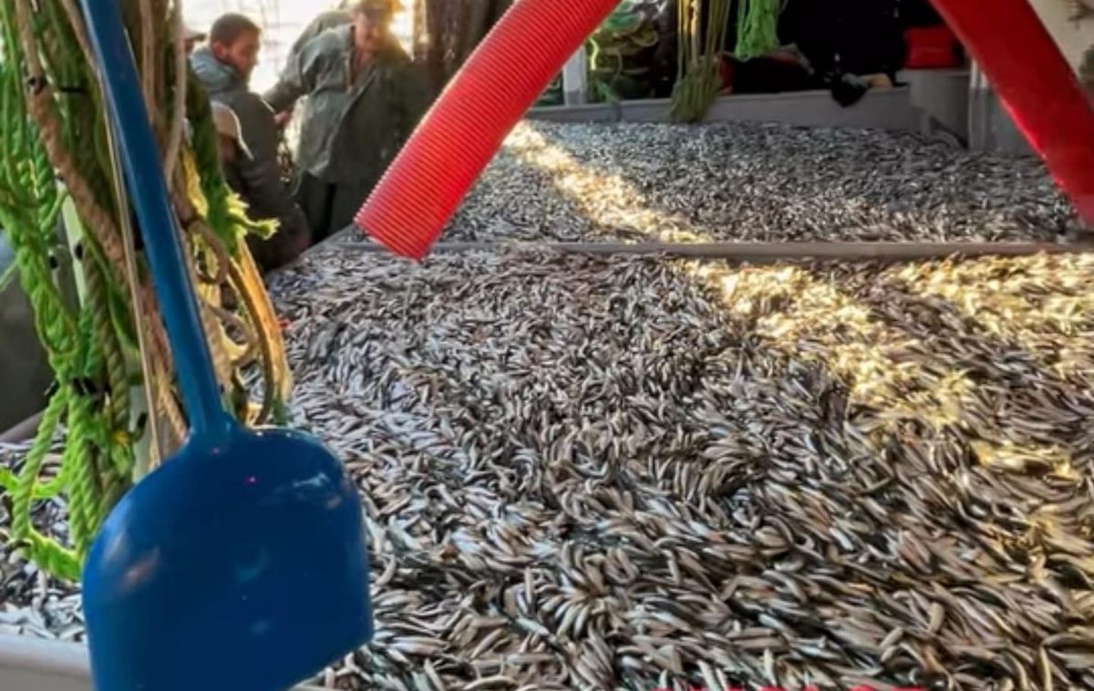 Gelibolu'da Balıkçıların Yüzü Güldü: Tek Seferde 1500 Kasa Sardalya