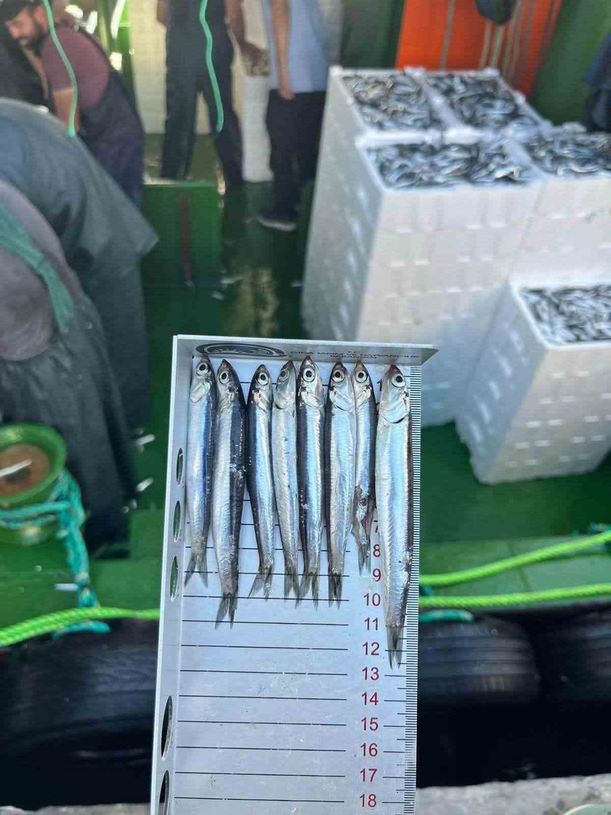 Didim'de Hamsi Kotası Denetimleri