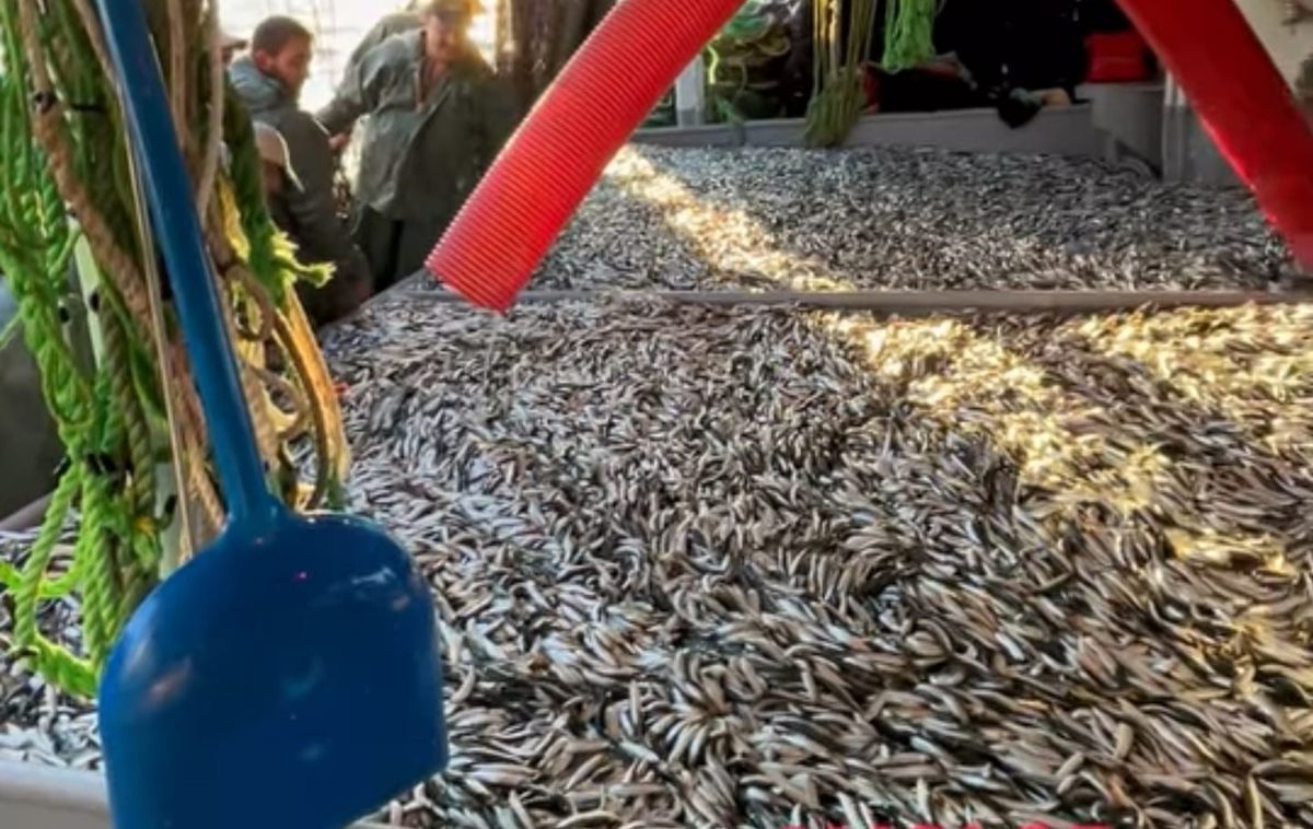 Çanakkale'de Av Sezonu Açıldı: İlk Ağda Bin 500 Kasa Sardalya