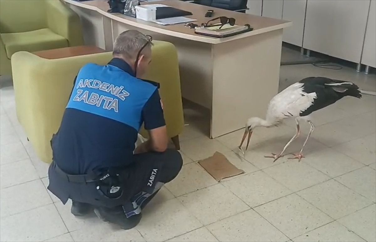 Mersin'de Yaralı Leylek Tedavi Altına Alındı