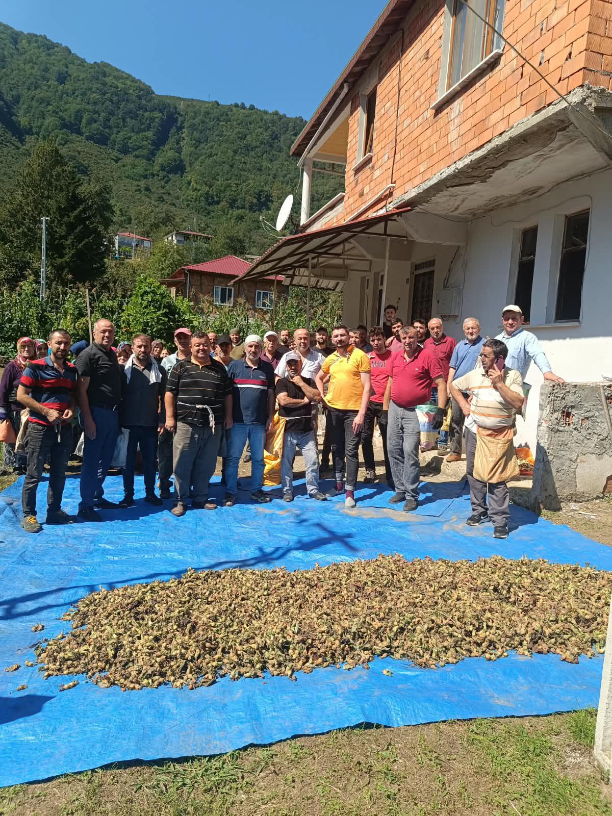 Ordu'da vefat eden kardeşlerin fındığını mahalleli imece usulü topladı