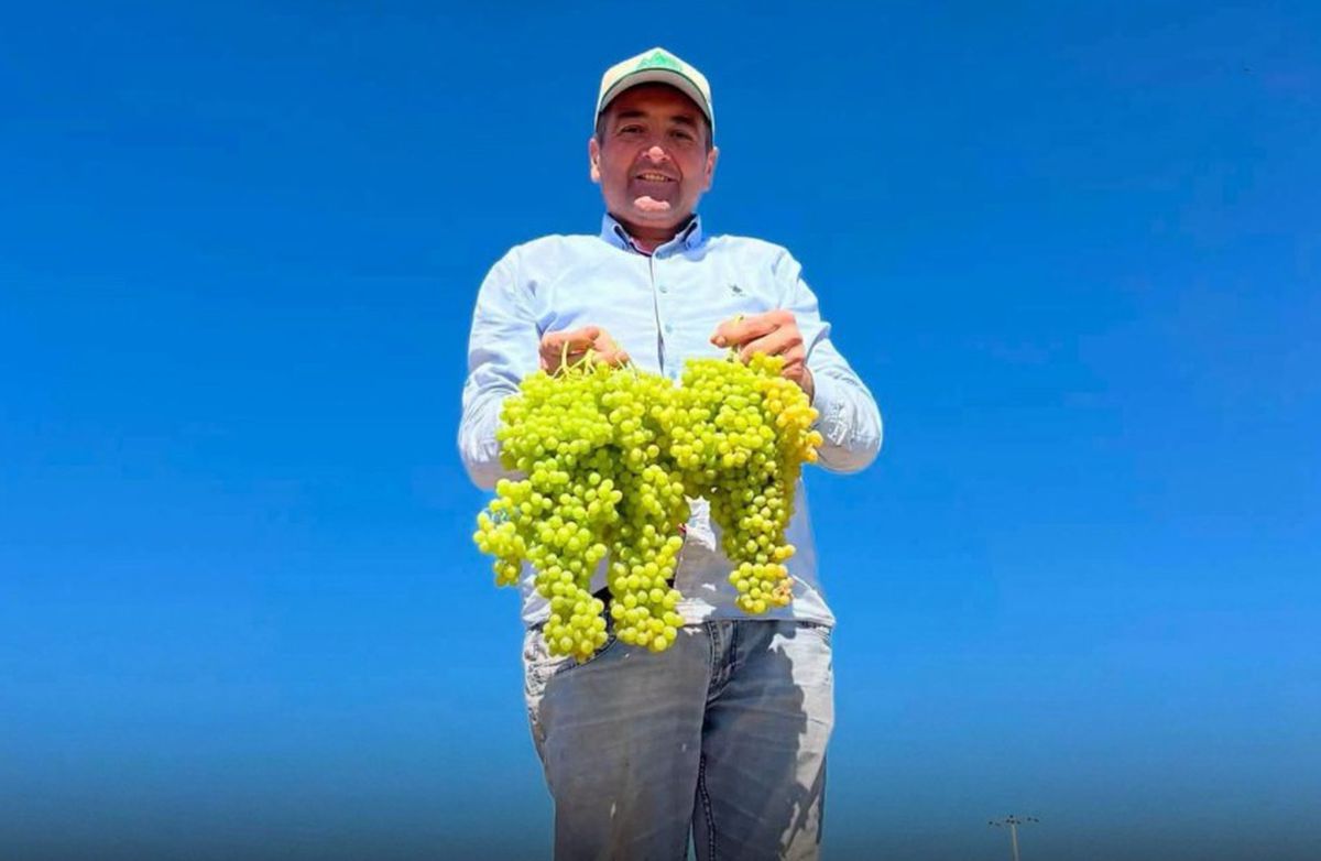 Saruhanlı Belediye Başkanı Ekrem Cıllı, üzüm serme makinesiyle çalışırken yaralandı