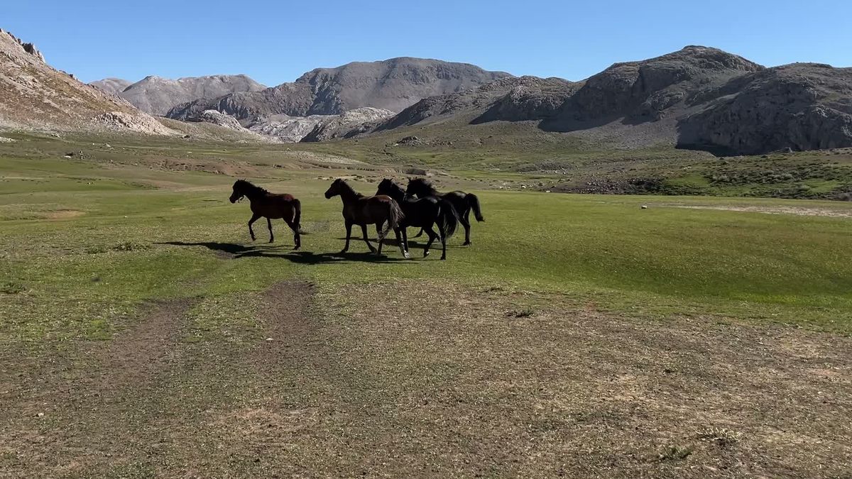 Yaylada el emeği ürünler tüccara ucuz gidiyor