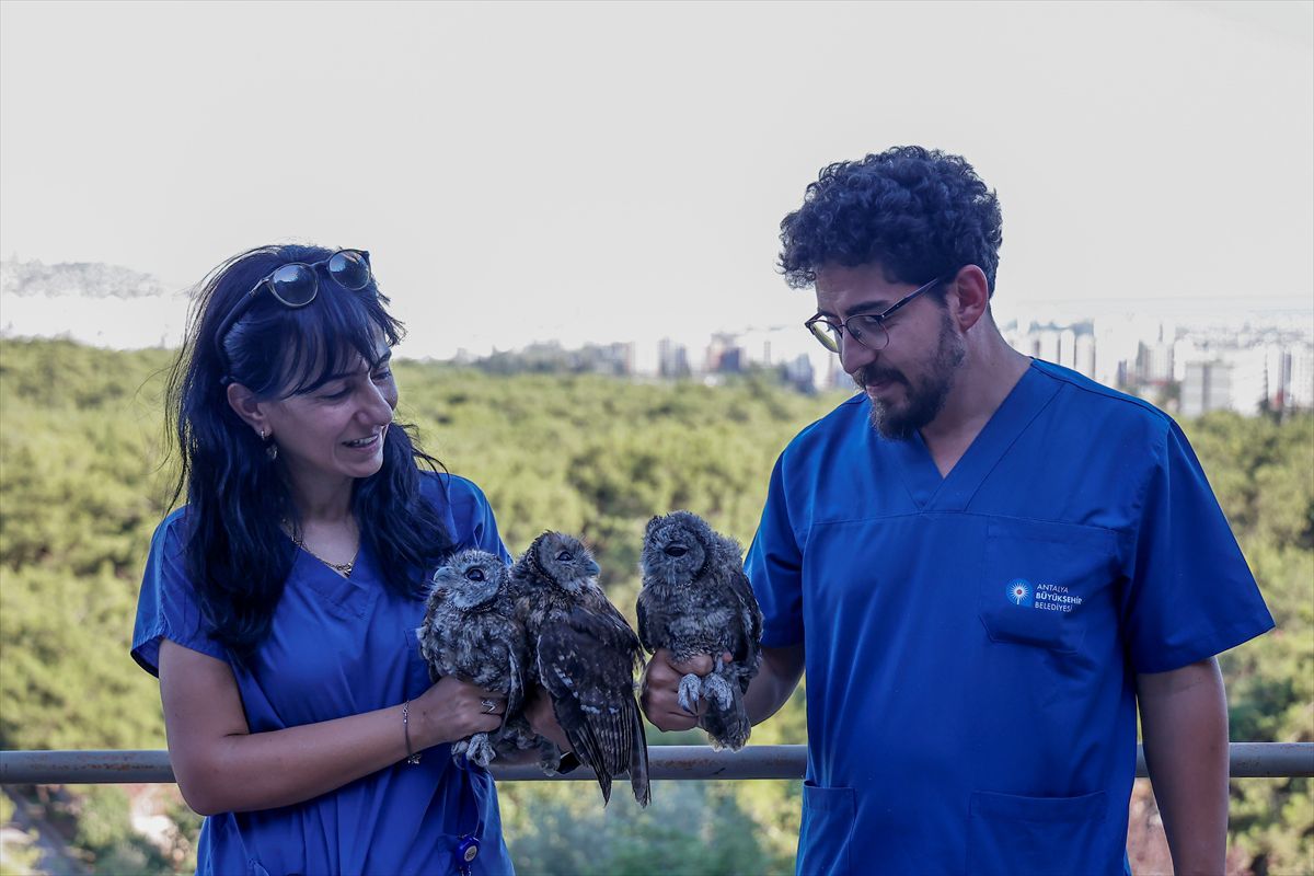 Antalya'da tedavileri tamamlanan 3 alaca baykuş yavrusu doğaya bırakıldı
