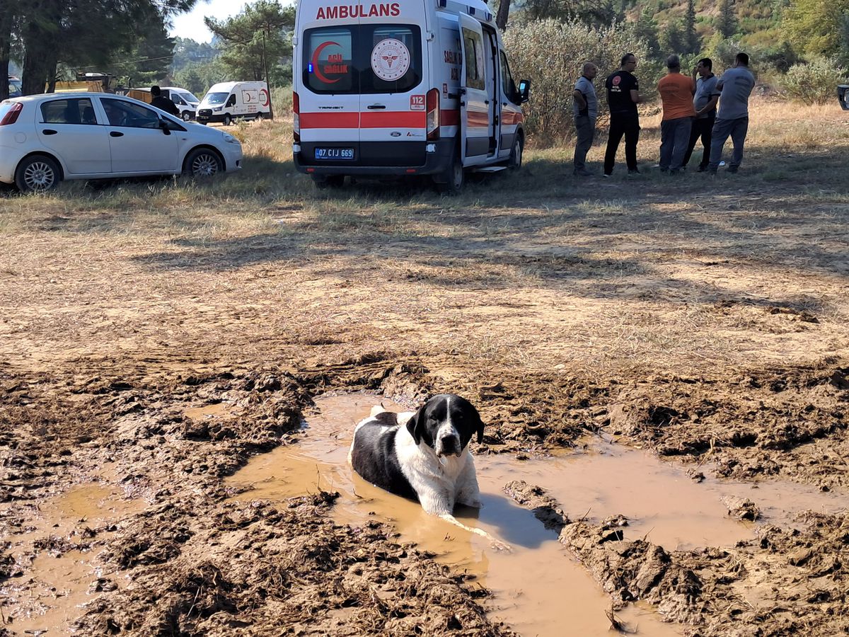 Yangın Bölgesinde Köpek Su Birikintisinde Serinledi