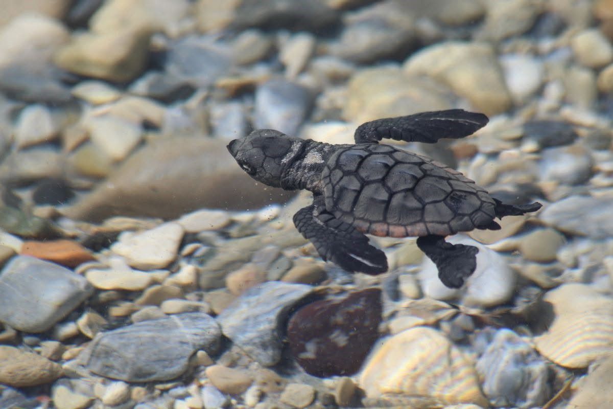 Aydın kıyılarında caretta caretta sevinci: 214 yavru denizle buluştu