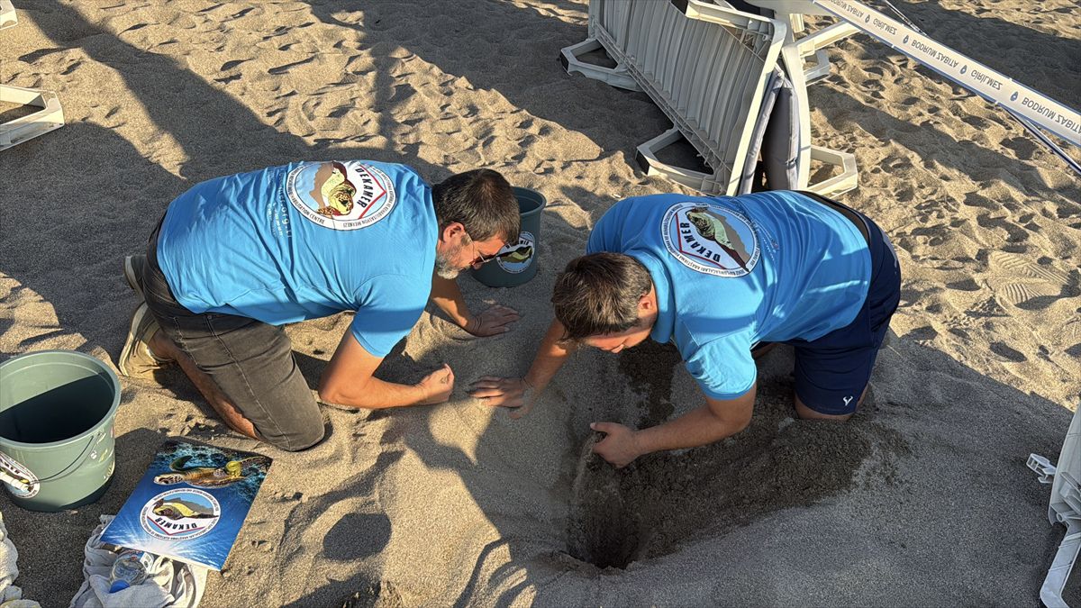 Bodrum'da 62 caretta caretta yavrusu denize kavuştu