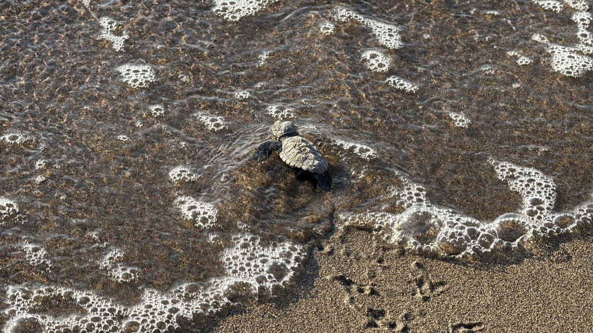 Bodrum'da 62 Caretta Caretta Yavrusu Denizle Buluştu