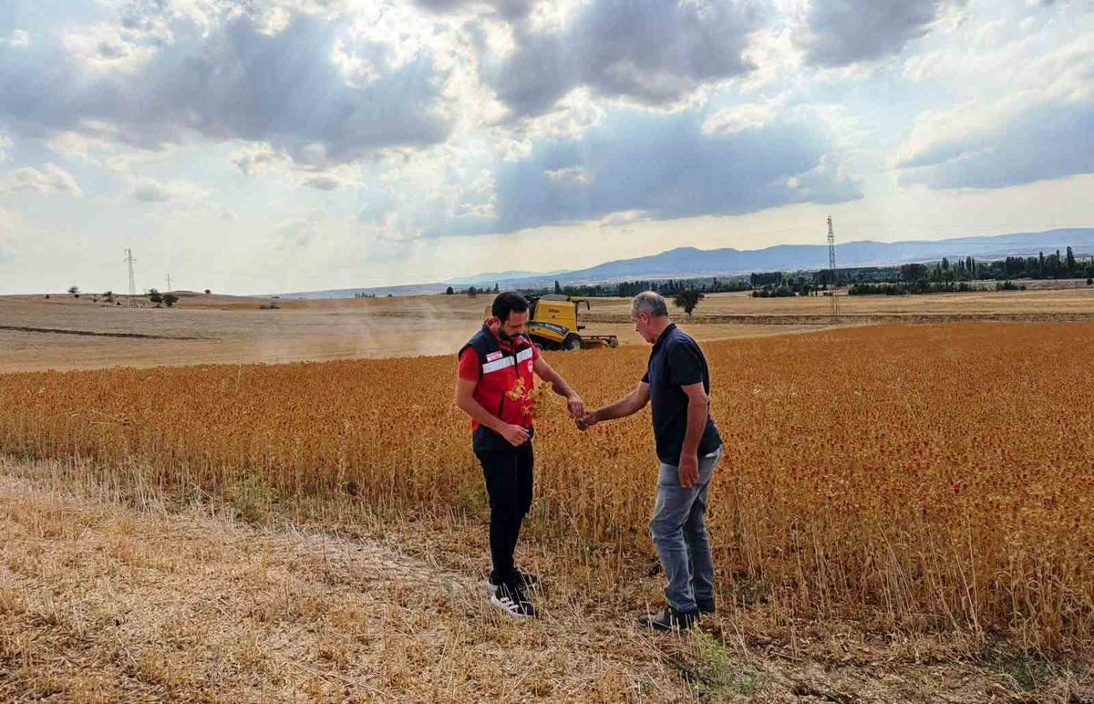 Çavdarhisar'da yüzde 75 hibeli aspir hasadı yapıldı