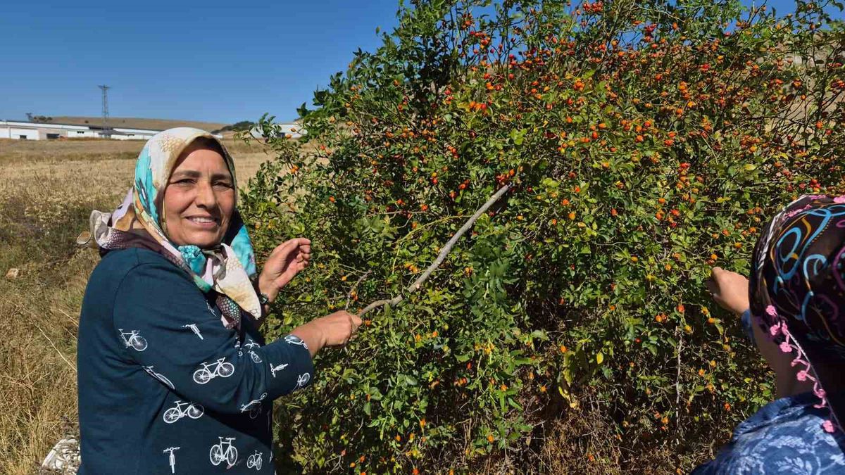 Kuşburnu Toplama Mesaisi Başladı