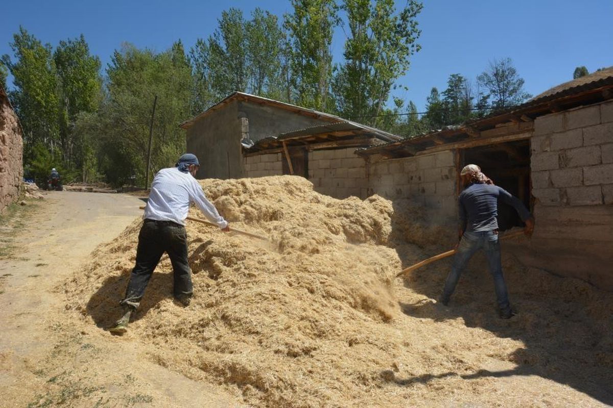 Tercan'da Çiftçiler Kışlık Saman Hazırlığına Başladı