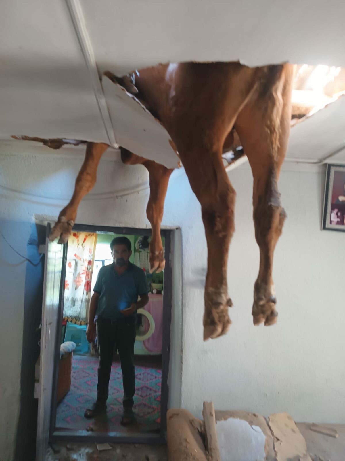 Nazilli'de Boğa Evin Çatısına Düştü, Tavanda Sıkıştı