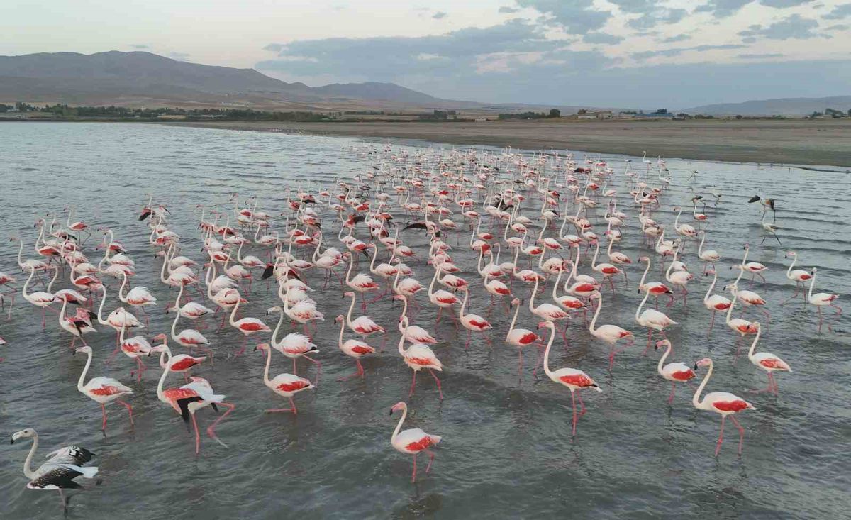 Erçek Gölü'ne Flamingolar Geç de Olsa Geldi