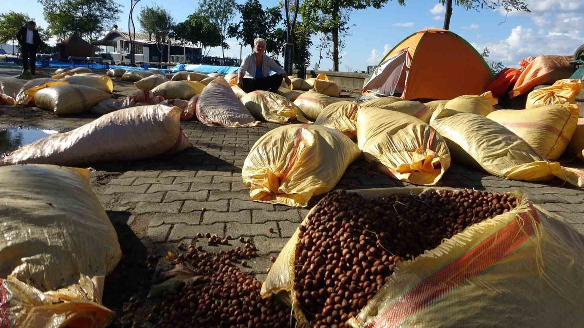 Giresun’da fındık kurutma telaşı yağmura takıldı