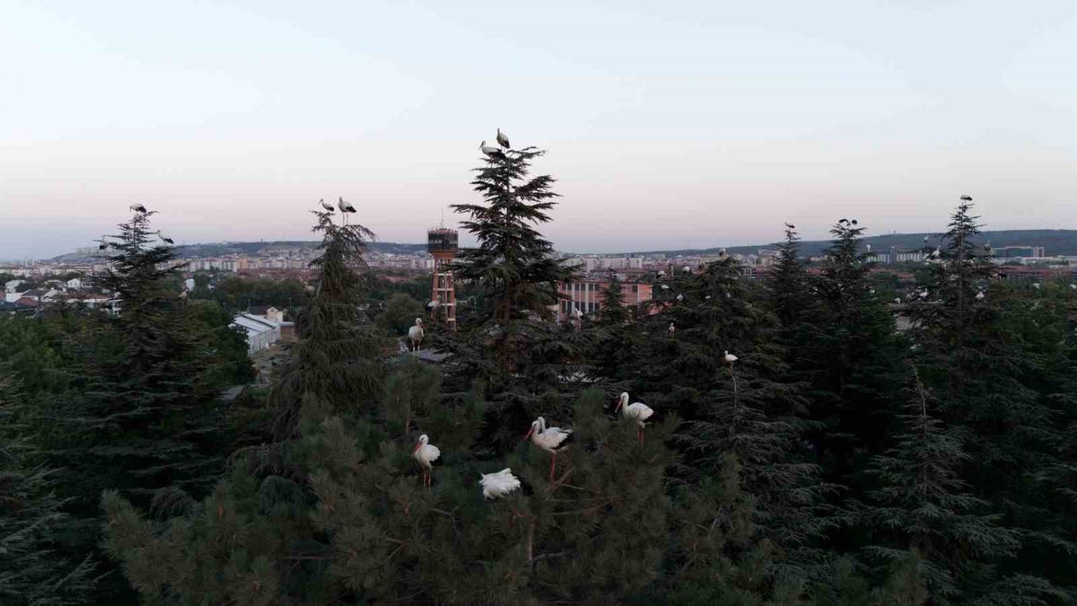 Eskişehir'de Göç Eden Leylekler Dronla Görüntülendi