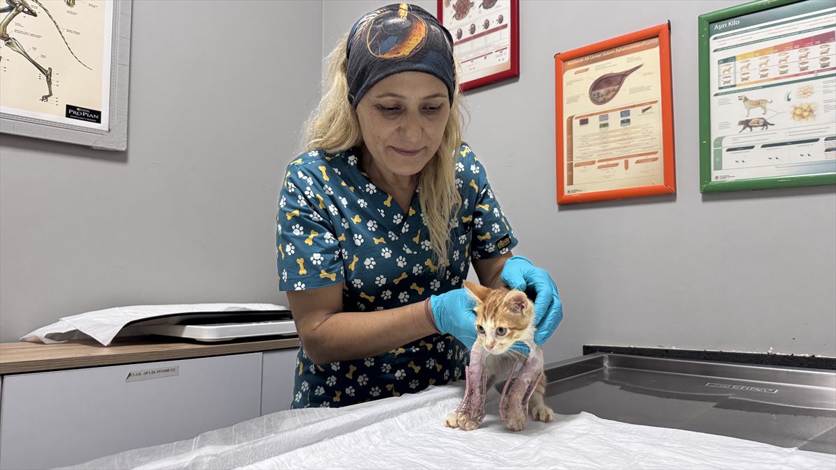 Zonguldak'ta omurgası kırık kedi sağlığına kavuşuyor