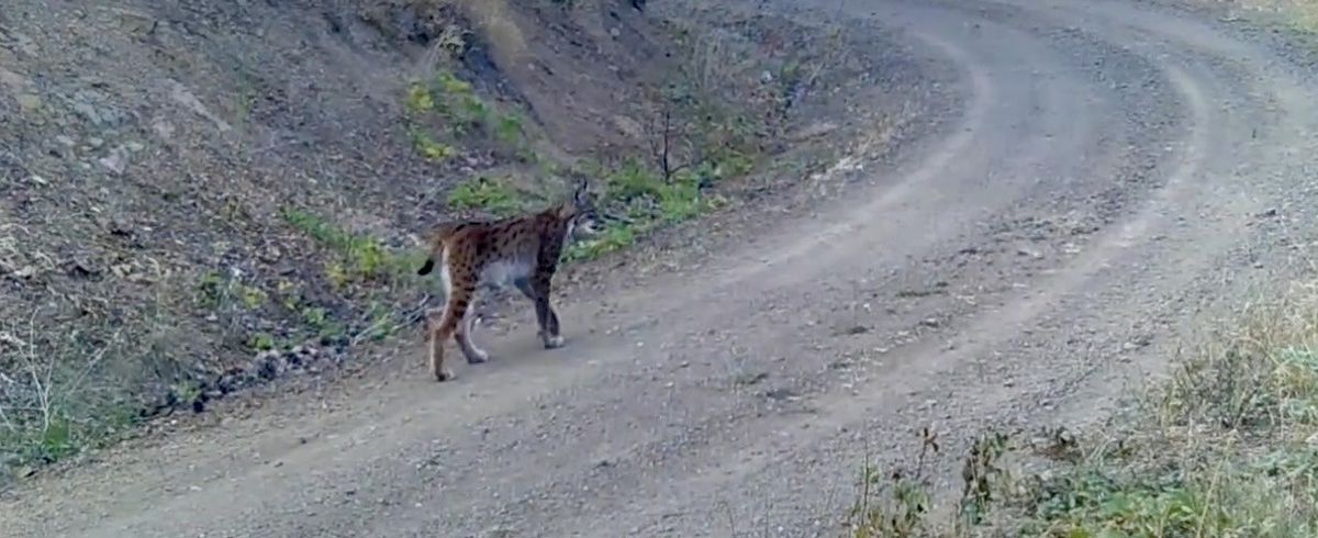 Çankırı'da Fotokapan Vaşağı Görüntüledi