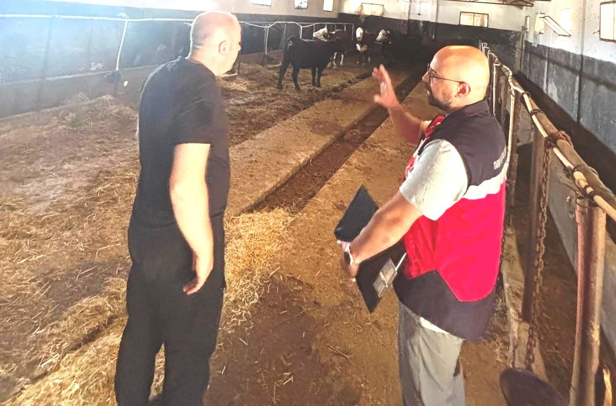 Tavşanlı'da İthal Hayvanların Sağlık Kontrolleri Yapıldı