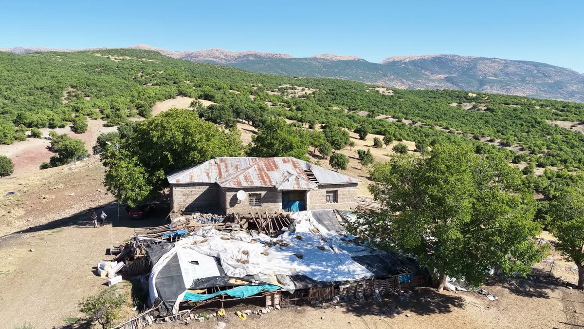 Tunceli'de ayı ahıra girdi: 11 küçükbaş hayvan telef oldu