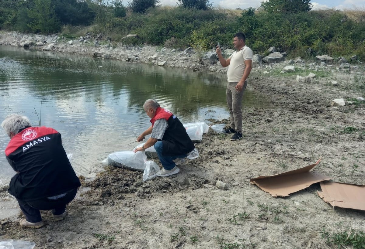 Amasya'da iki gölete 100 bin adet pullu sazan yavrusu bırakıldı
