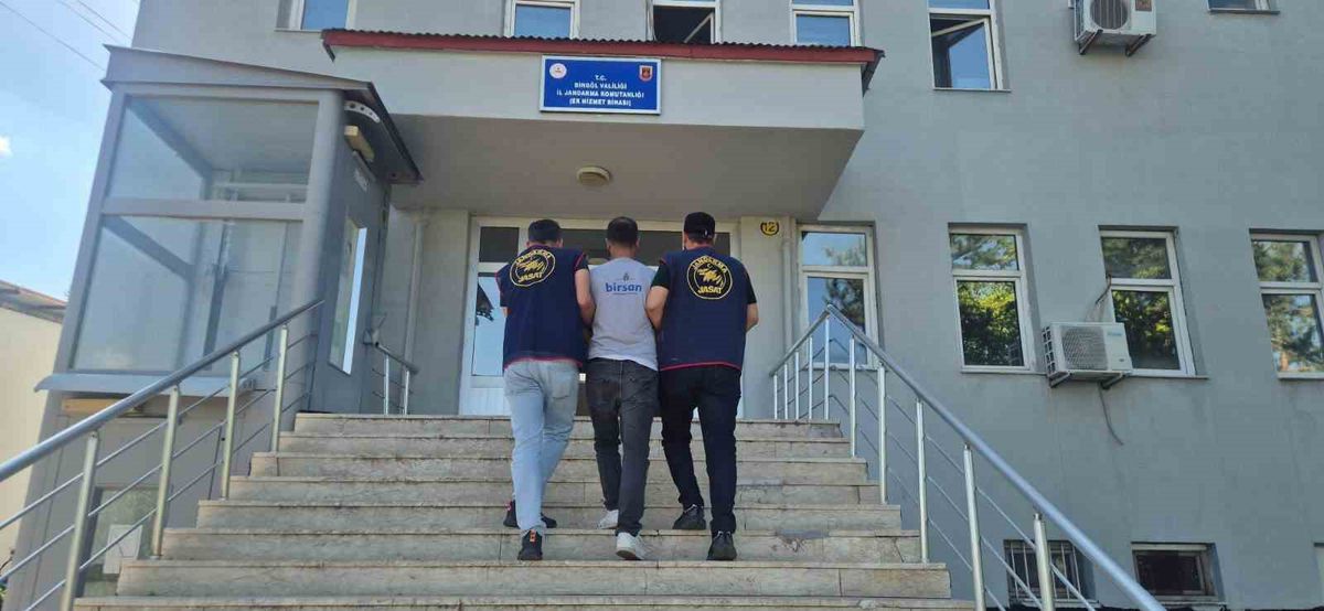 Bingöl’de 5 bin 176 kök kenevir ele geçirildi