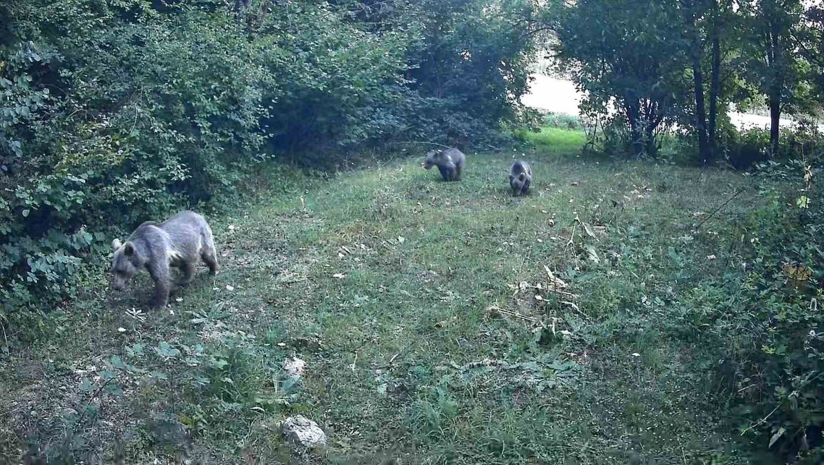 Bolu ormanlarında yaban hayvanları fotokapanlara yansıdı