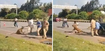 Dehşet anları kamerada! Yaralı Leopar kurtarma ekibine saldırdı