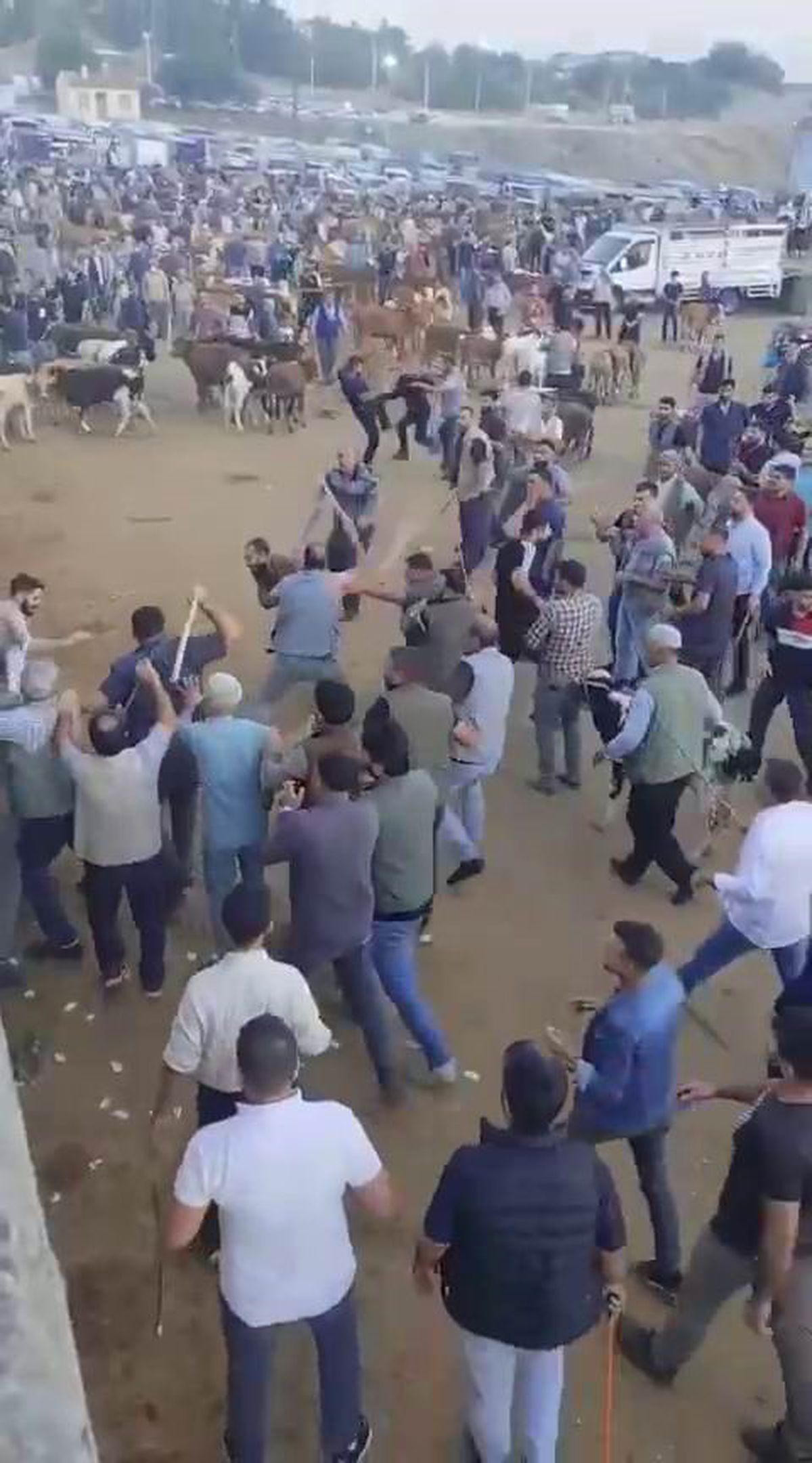 Diyarbakır Canlı Hayvan Borsası’nda alacak verecek kavgası: Ortalık savaş alanına döndü