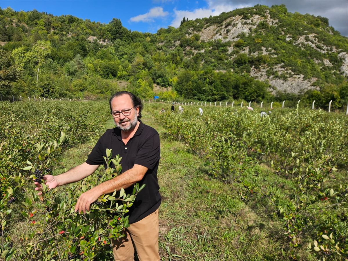 Kastamonu'da aronya hasadı yapıldı