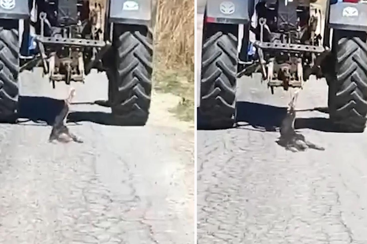 Köpeği traktöre bağlayarak sürükledi