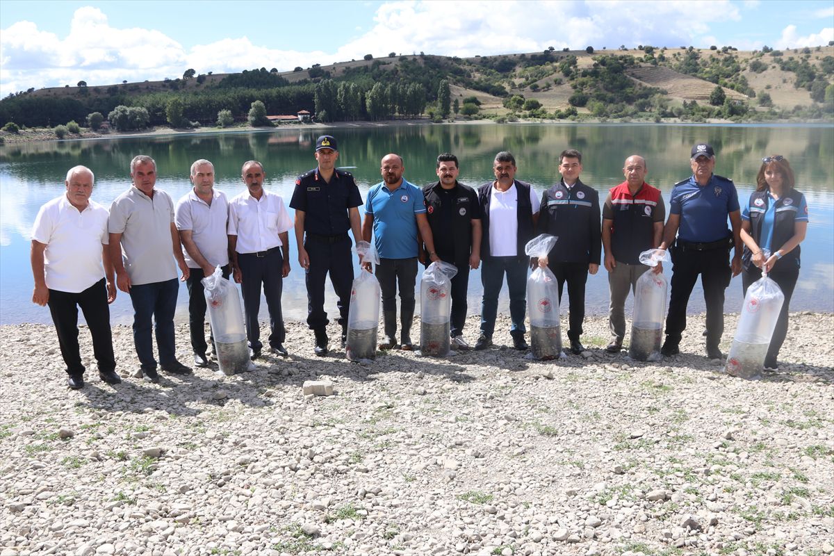 Taşova'da Uluköy Barajı'na 75 bin sazan yavrusu bırakıldı